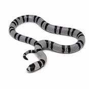 Anery Honduran Milksnakes