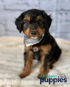 AUSSIEDOODLE P15077 -LAKELAND