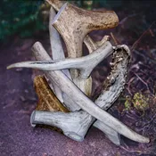 Antlers