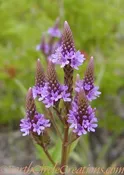 Blue Vervain Herbal Tincture