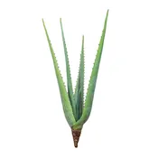30" Green Aloe Stem