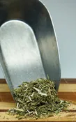 Blue Vervain