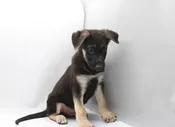 German Shepherd Dog – 991