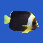 False Personifer Angelfish WYSIWYG