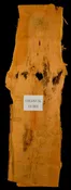 101″ Locust Live Edge Slab [BKLS-SLR-12-0001]