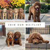 Moyen Poodle Puppy Waitlist