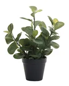 12" Green Lily Leaf Plant