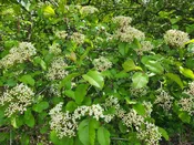 Blackhaw Viburnum (Viburnum prunifolium)