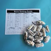Classpack, 15 Jumbo Owl Pellets with Bone Sorting Sheet — Mountain Home Biological