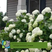 Annabelle Hydrangea - Hydrangea arborescens 'Annabelle'