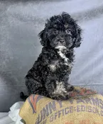 Bailey-Cavapoo Female — Quality Puppies USA