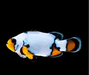 Blacker Ice Snowflake  Clownfish