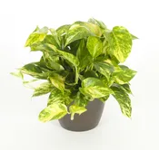 06in Pothos Golden