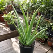 Aloe - 10"