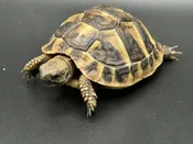 Hermann’s Tortoise — Pets-A-Plenty
