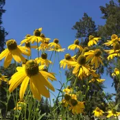 Cutleaf Coneflower