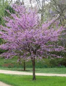 Eastern Redbud