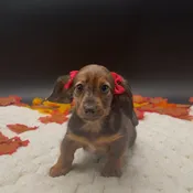 Dachshund