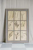 Antique 6 Frame Botanical