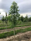 Aesculus glabra ‘J.N. Select’ – Early Glow™ Buckeye