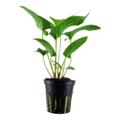 Anubias gracilis - Tropica