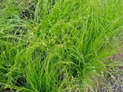 Appalachian Sedge