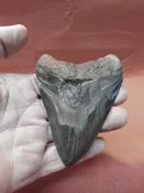 41/2″ Megalodon Tooth / Shark Tooth / Fossil