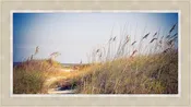 Beach Grass Path
