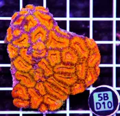 Acan Lord AUS