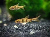 African Banded Barb (Barbus fasciolatus) - Tank-Bred
