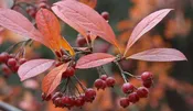 Chokeberry, Brilliant Red