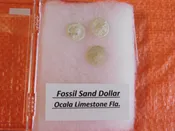 3 small Fossil Sand Dollars Calcified