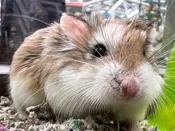 Robo Hamster – 24