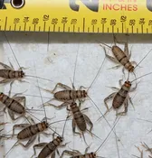 1/2" Crickets