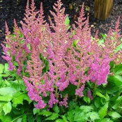 Astilbe chinensis 'Visions'