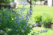 Blue False Indigo