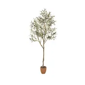 84" Olive Tree