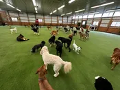 1 Dog Half  Day Daycare