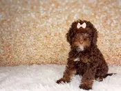Gingerbread