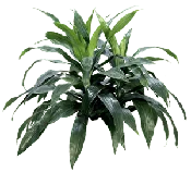 Dracaena Janet Craig Bush
