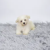 Havanese