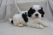 Cavapoo – 974