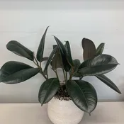 Rubber Tree Plant