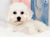 Bichon Frise – 48884
