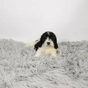 Cavachon