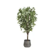 8.5' Eucalyptus Tree