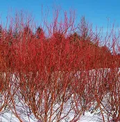 'Baileyi' Red-Twig Dogwood