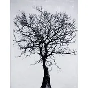 CHARCOL TREE - LAGUNA BLACK