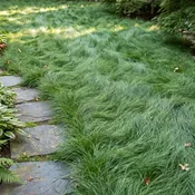 BuffaloLawn | Pure Native Buffalograss Lawn Seed