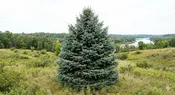 Meyer’s Blue Spruce